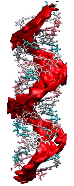 Computer image of DNA depicting the ion atmosphere