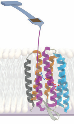 AFM unfolding of bacteriorhodopsin